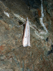 Scoparia niphospora