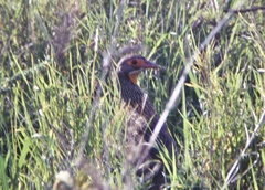 Pternistis rufopictus