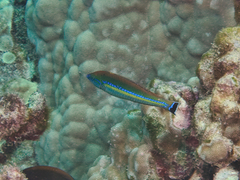 Smalltail Wrasse photo 4