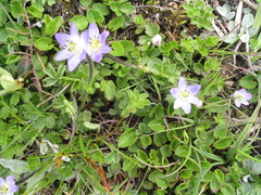 Anemonastrum rupestre