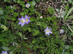 Anemonastrum rupestre