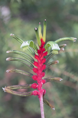 Anigozanthos manglesii