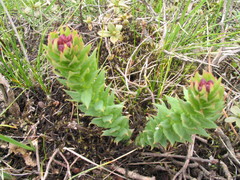 Rhodiola himalensis