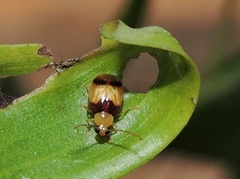 Monolepta bifasciata