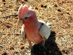 Eolophus roseicapilla