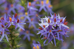 Calectasia narragara