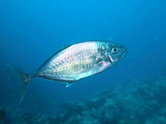 Craterognathus plagiotaenia