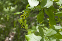 Berberis amurensis