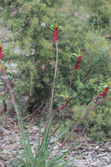 Anigozanthos manglesii