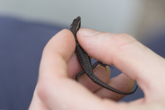 Cryptoblepharus buchananii