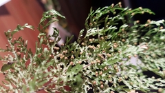 Hymenophyllum flexuosum