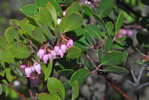 Ohlone manzanita (Arctostaphylos ohloneana)