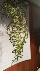 Hymenophyllum flexuosum