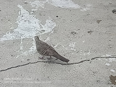Geopelia striata