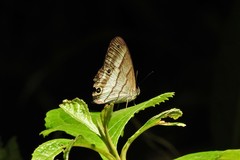 Euptychoides laccine