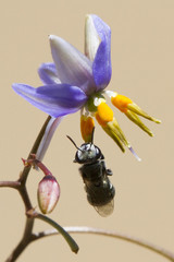 Lipotriches flavoviridis