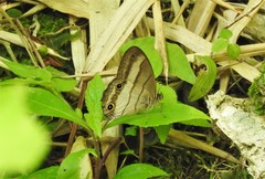 Euptychoides laccine