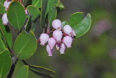 Arctostaphylos ohloneana