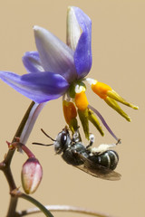 Lipotriches flavoviridis