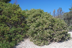 Arctostaphylos ohloneana