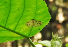 Spilomelinae
