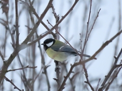 Parus major