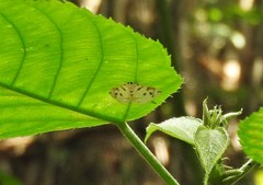 Spilomelinae