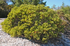 Arctostaphylos ohloneana