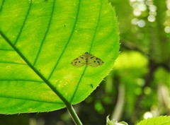 Spilomelinae