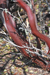 Arctostaphylos ohloneana