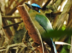 Momotus aequatorialis