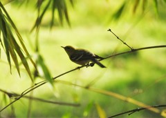 Setophaga castanea