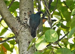 Melanerpes formicivorus