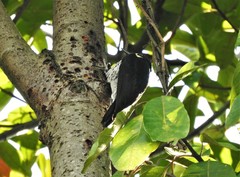 Melanerpes formicivorus