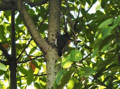 Melanerpes formicivorus