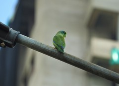 Forpus conspicillatus
