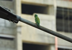 Forpus conspicillatus