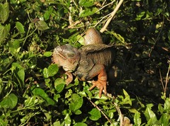 Iguana iguana