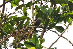 Thraupis palmarum