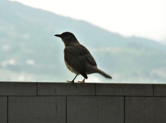 Turdus ignobilis