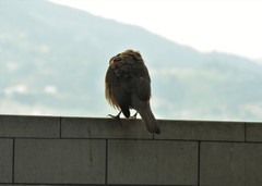Turdus ignobilis