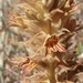 Parish's Broomrape - Photo (c) Adam J. Searcy, some rights reserved (CC BY), uploaded by Adam J. Searcy