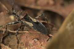 Acanthaspis westermanni