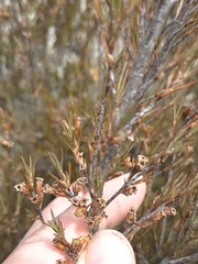 Dracophyllum subulatum