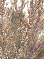Dracophyllum subulatum