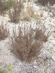 Dracophyllum subulatum