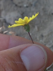 Madia elegans wheeleri