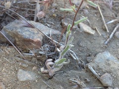 Madia elegans wheeleri