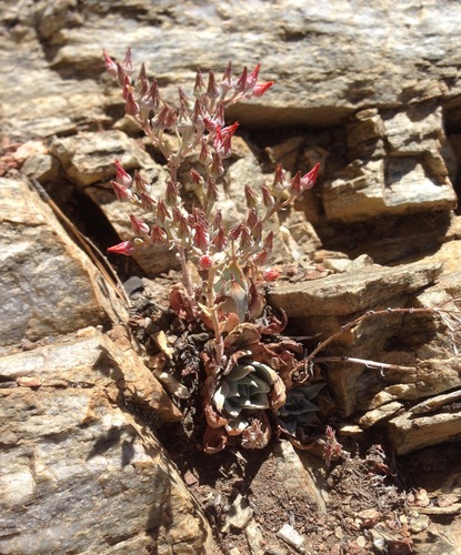 Dudleya cymosa