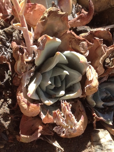 Dudleya cymosa
